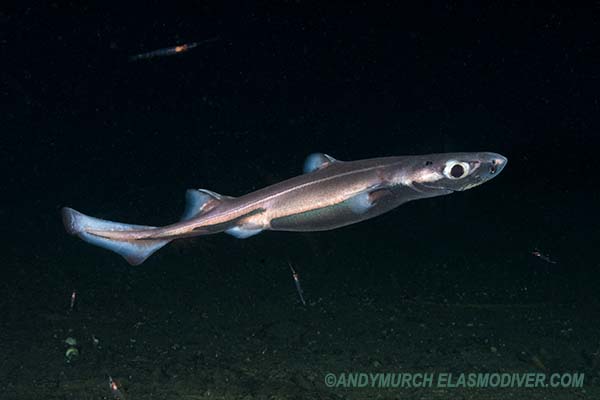 Velvet Belly Lanternshark - Etmopterus spinax.